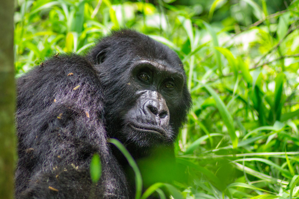 3 Day Bwindi Gorilla Trek
