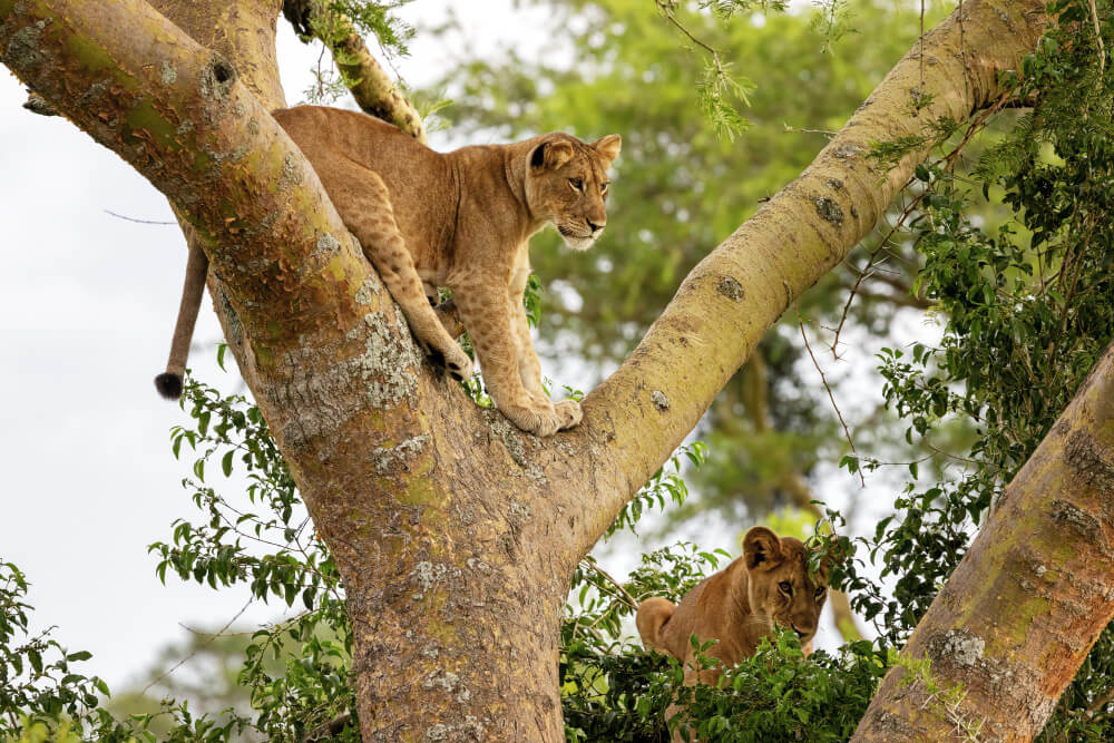 My uganda