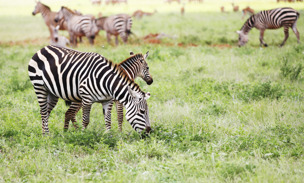 9 Day East Africa Family Safari