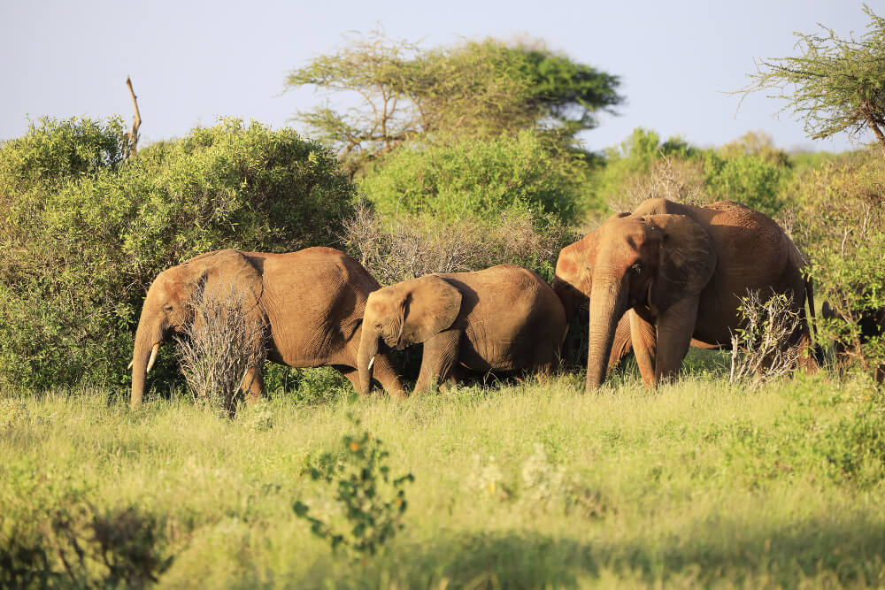 12 Day Big Five, Chimps & Gorillas Uganda