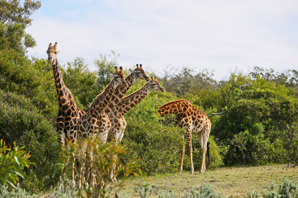 5 Day Maasai Mara Wildlife Safari