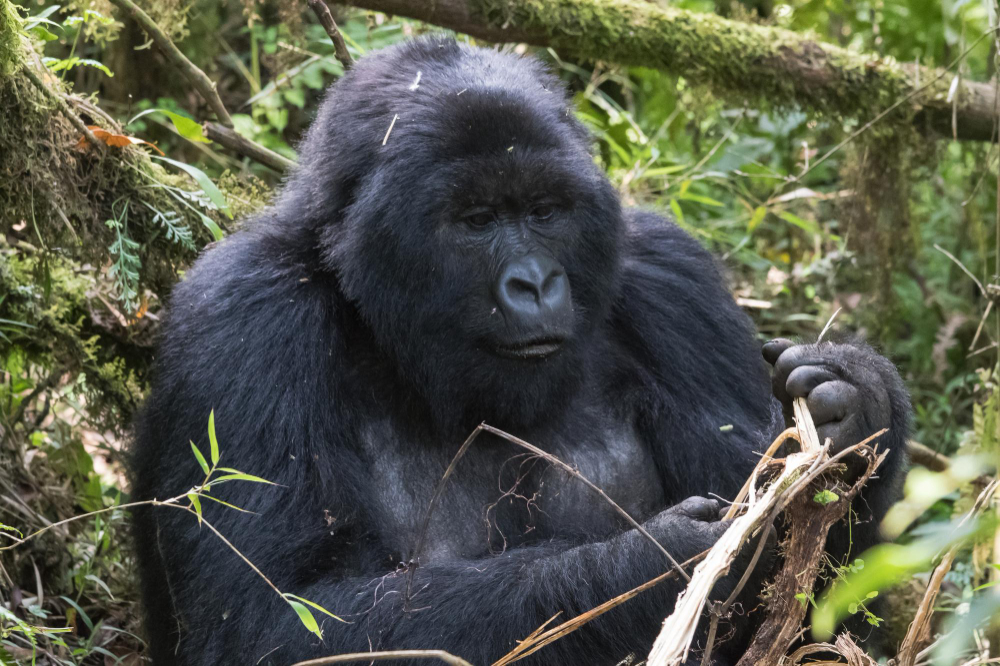 4 Day Double Gorilla Trek in Uganda