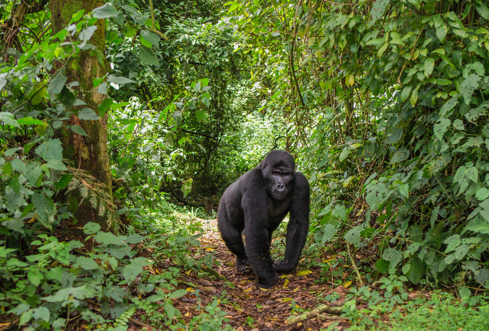 3 Day Rwanda Gorilla Trekking Adventure