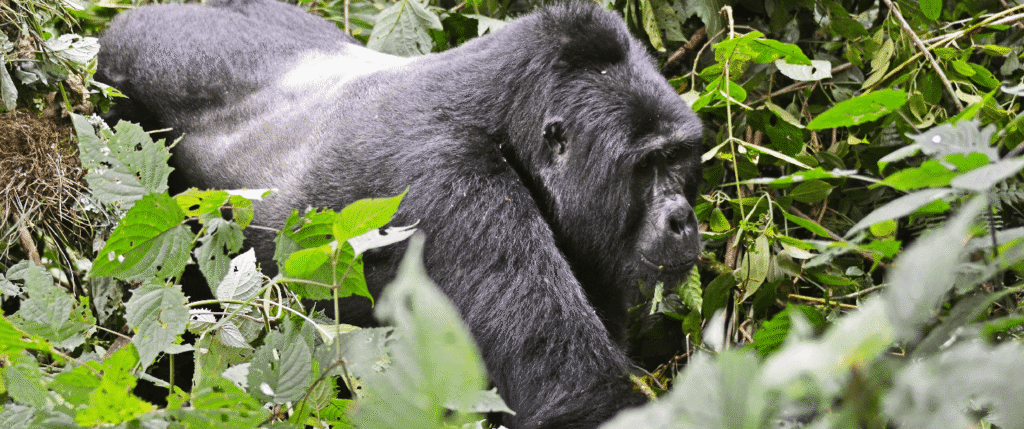 11 Day East Africa Gorilla & Wildlife Safari