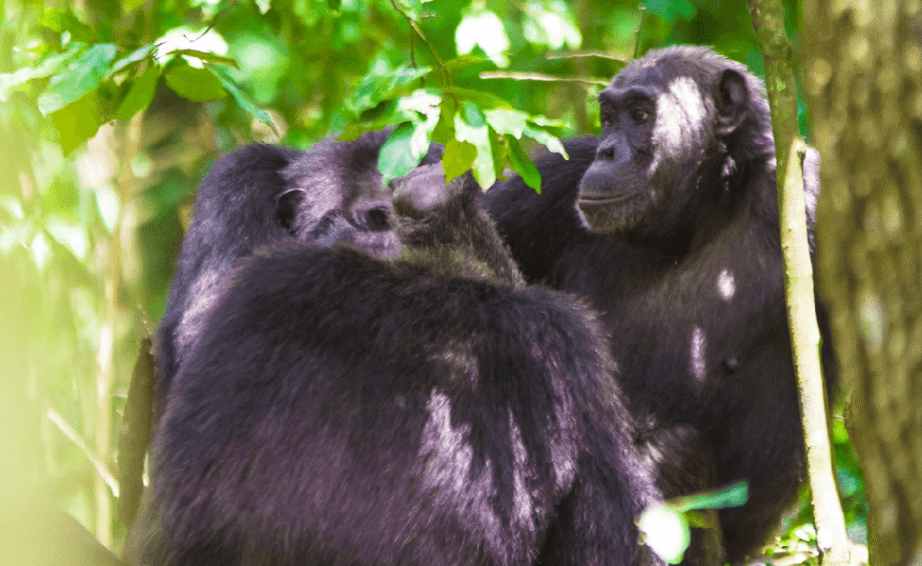 2 Day Gorilla Trekking Escape Uganda