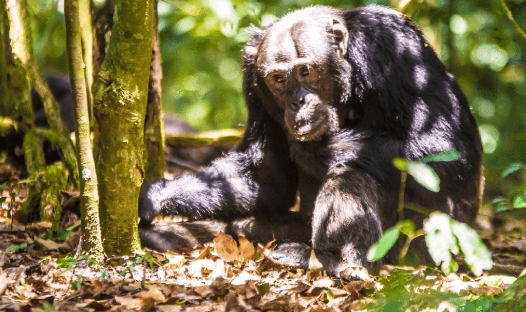 4 Day Gorillas & Chimpanzee Tracking Uganda