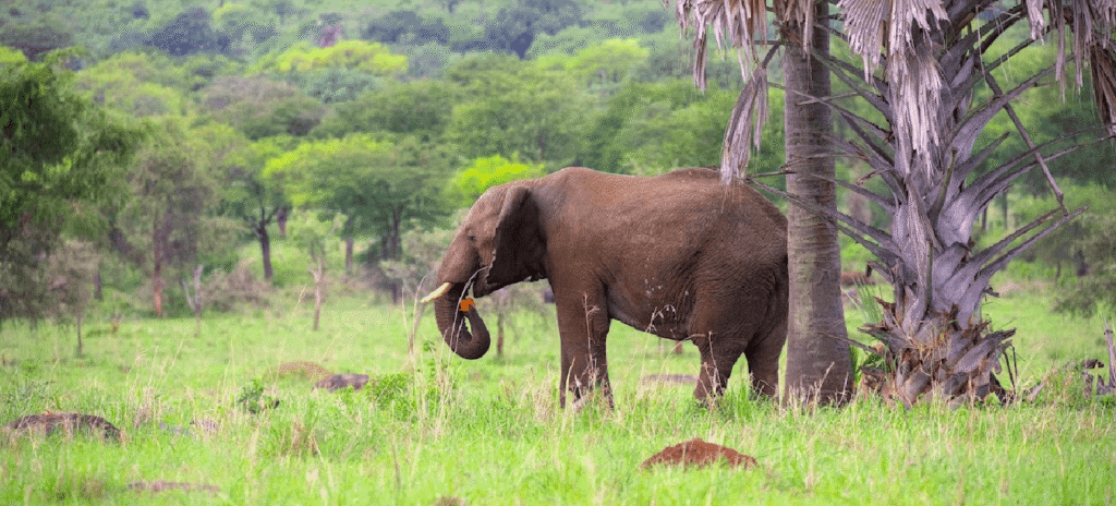14 Day East Africa Wildlife Circuit